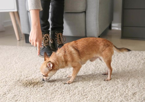 How to Easily Remove Pet Urine Stains from Carpet